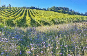 Podere Sottoilnoce – Lambrusco aus den Hügeln